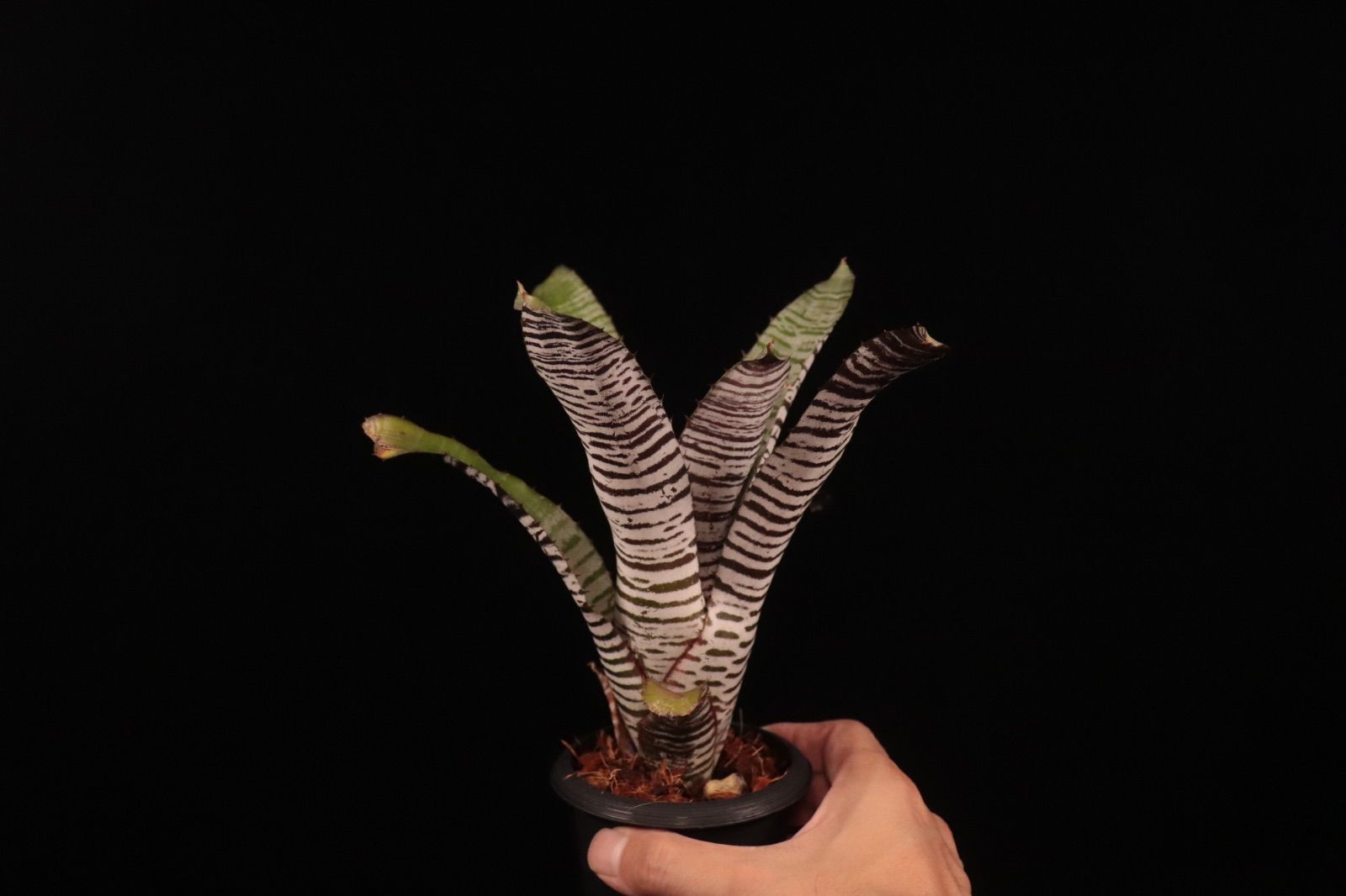 Aechmea 'DeLeon's Chantinii'〔エクメア〕A175 送料無料】Aechmea 'DeLeon's Chantinii'〔エクメア〕現品発送A175