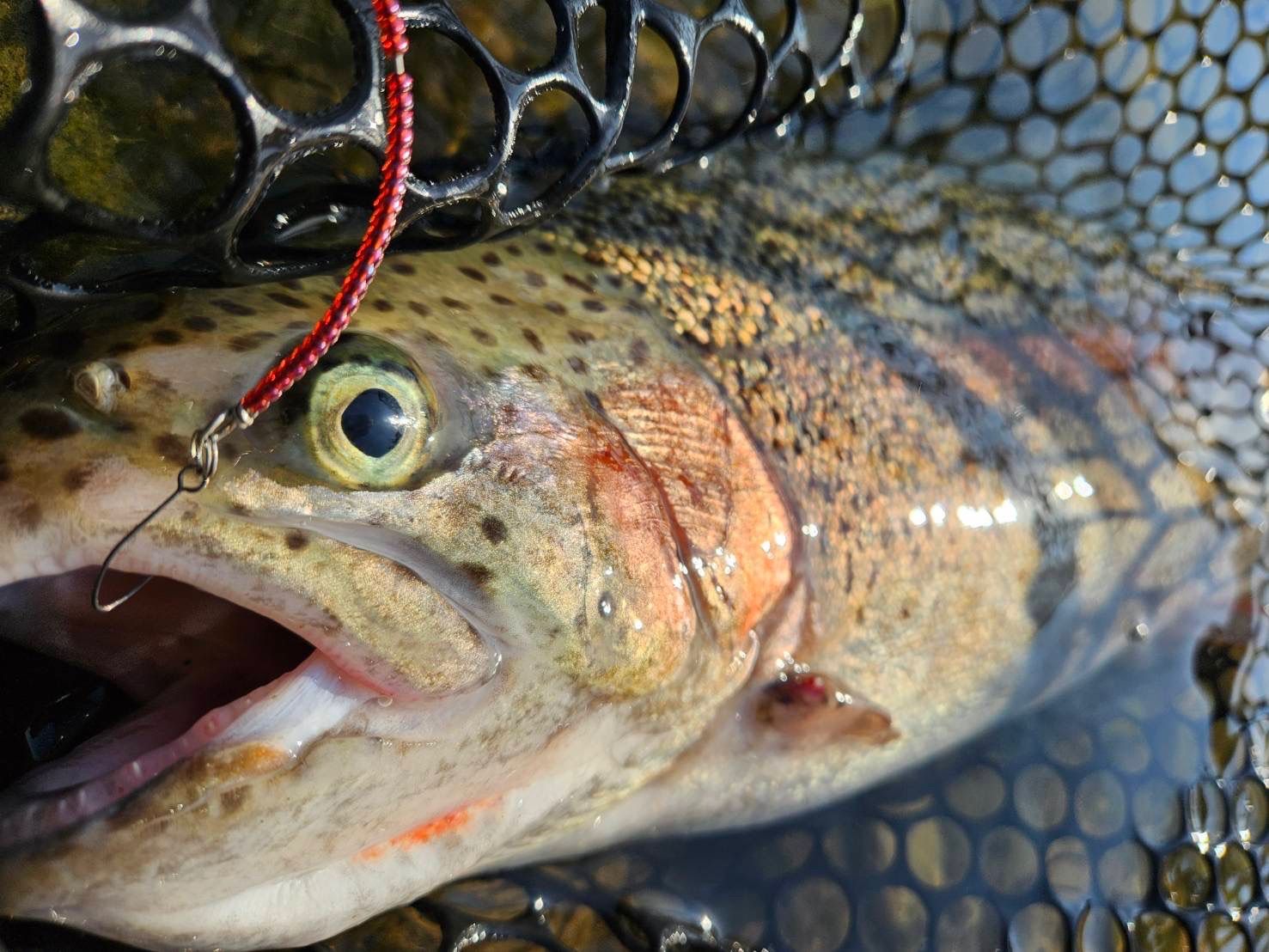 管釣り エリアトラウト【巻き直し不要】海鱒スパイラルルアー Hunter 管釣り エリアトラウト【巻き直し不要】海鱒スパイラルルアー Hunter