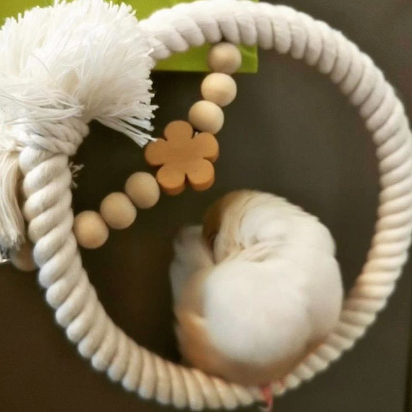 安全で安心《星のぬくぬくブランコ》SSサイズ☆*°文鳥ブランコ 文鳥  