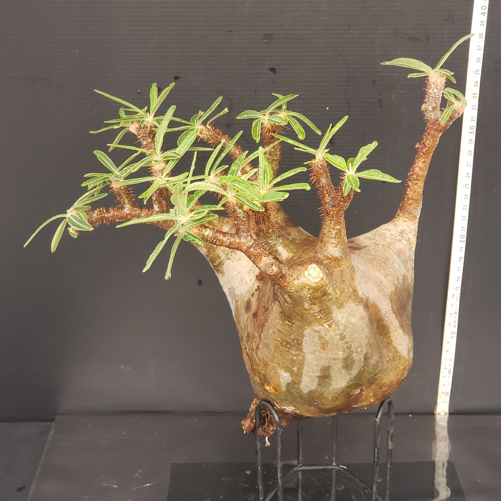 パキポディウム グラキリス 28 ベアルート 抜き苗 Pachypodium gracilius