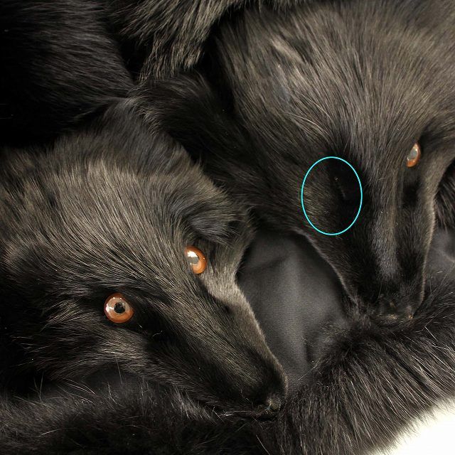 サガフォックス SAGA FOX 金サガロイヤル 毛皮 ベスト フォックス