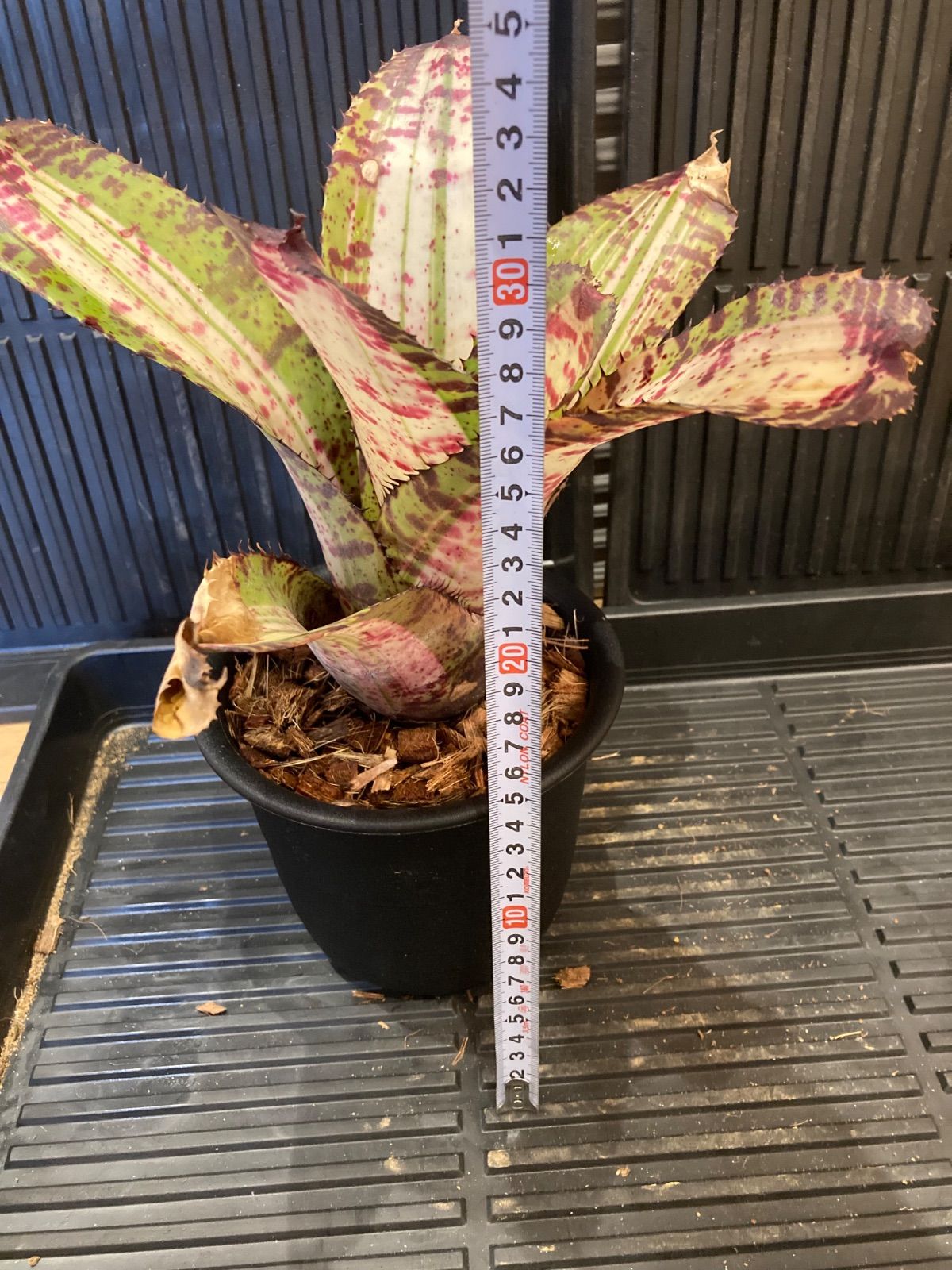 ブロメリア・エアープランツ Neoregelia White Walker 送料無料】Neoregelia 'White Walker'〔ネオレゲリア〕現品発送