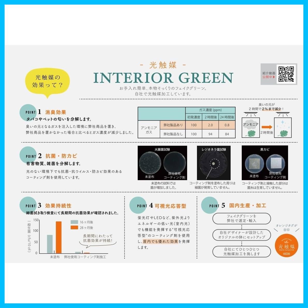 エアプランツ ファンシェイプ
