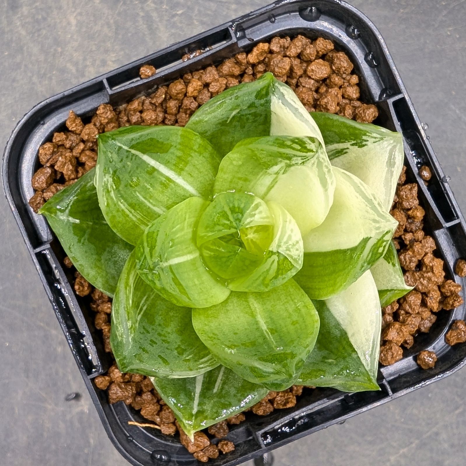 BP』ハオルチア 花時計 オブツーサ錦 - メルカリ