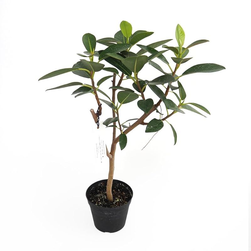 ＩＴＡＮＳＥ フランスゴム フィカス ルビギノーサ 3.5号 2個セット 観葉植物 学名 Ficus rubiginosa タイプ クワ科 光沢のある濃い緑色の小ぶりな丸い葉が特徴 一般的なゴムの木よりも葉が小さく幹はしなやかで落ち着いた色合