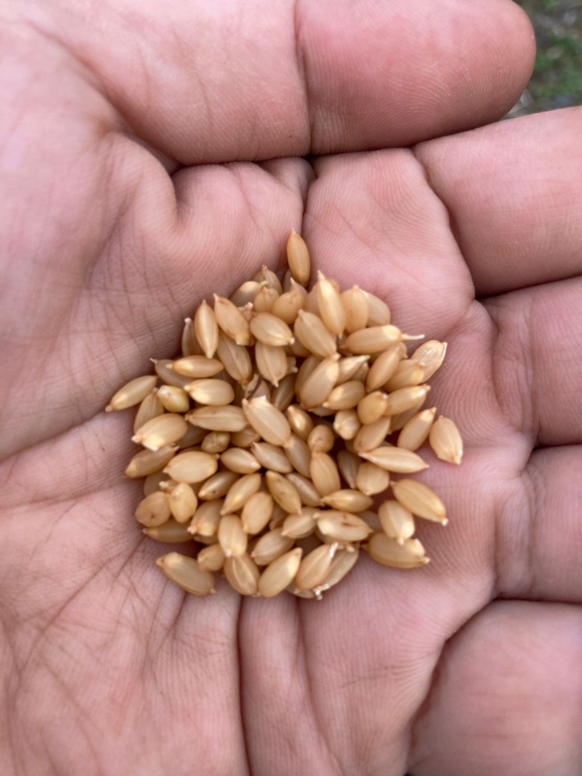 令和4年度産 自然栽培ぴかまる 5kg-1