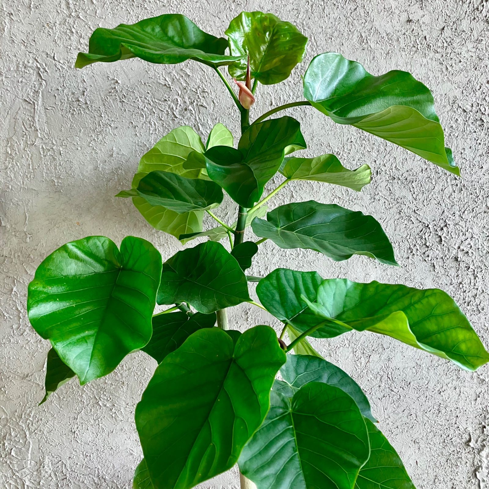 テラコッタ鉢植え ストーンベージュ