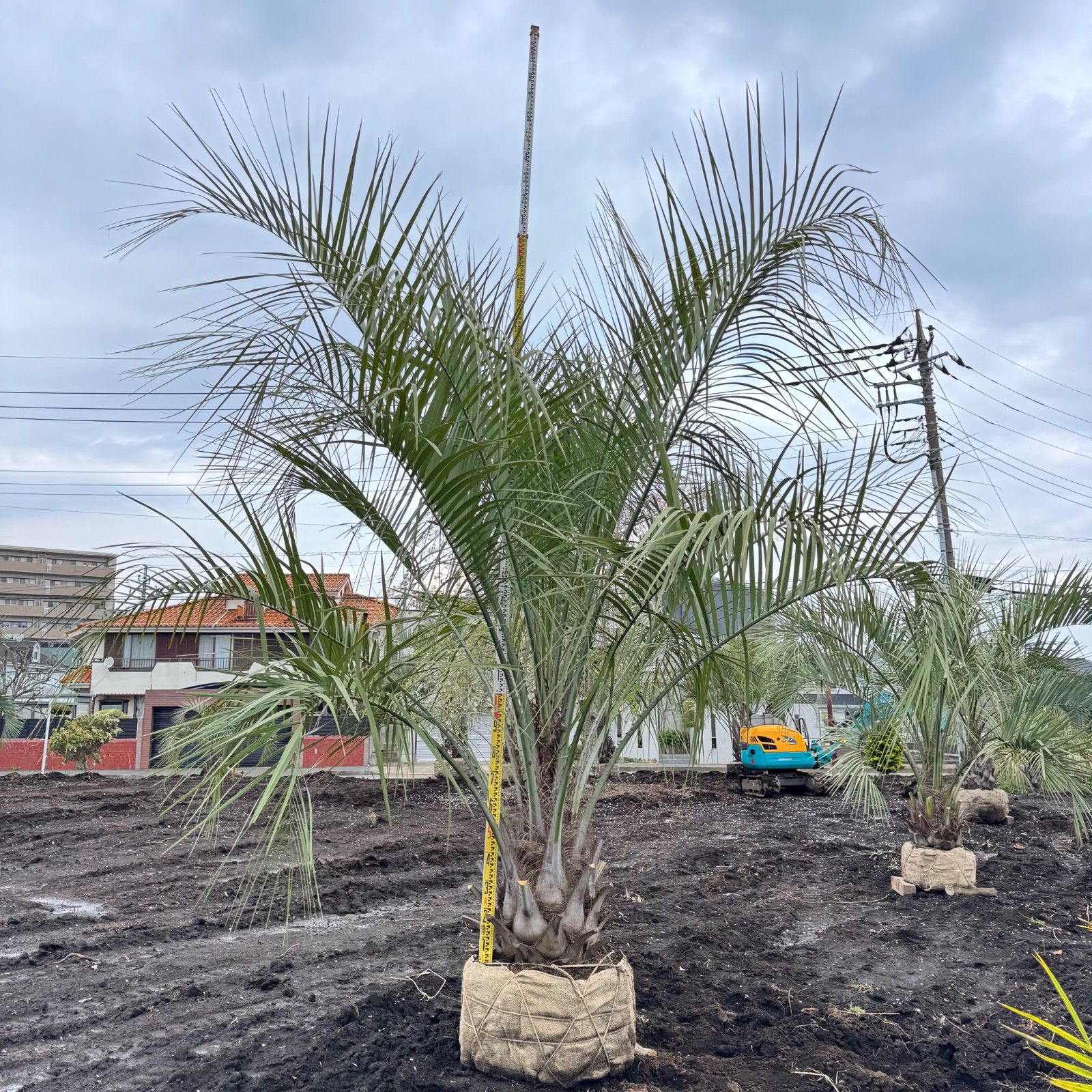 ココスヤシ3m オンラインショップ：ココスヤシ（3m）｜埼玉県東松山市でヤシの木