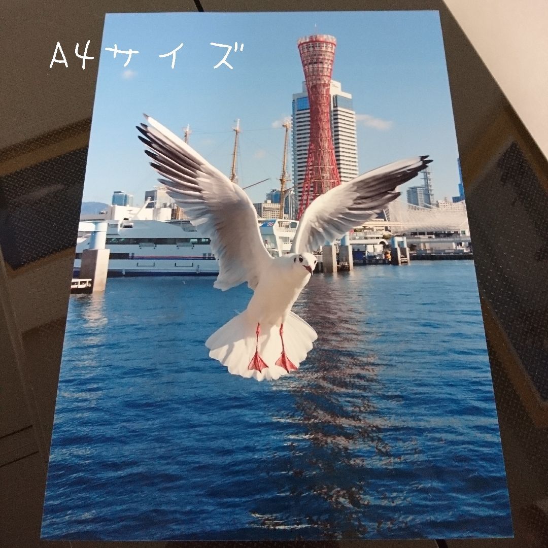 みなと神戸に咲く華 「ユリカモメ」 A4サイズ光沢写真縦 写真のみ 送料