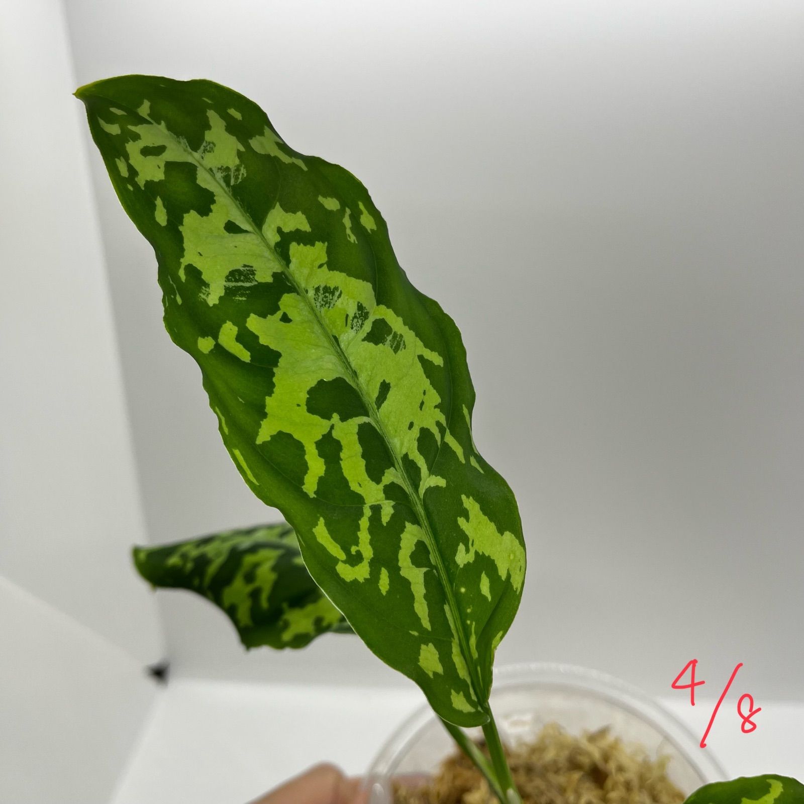 アグラオネマ ピクタム Aglaonema pictum tricolor aceh selatan アグラオネマ ピクタム Aglaonema pictum tricolor aceh selatan