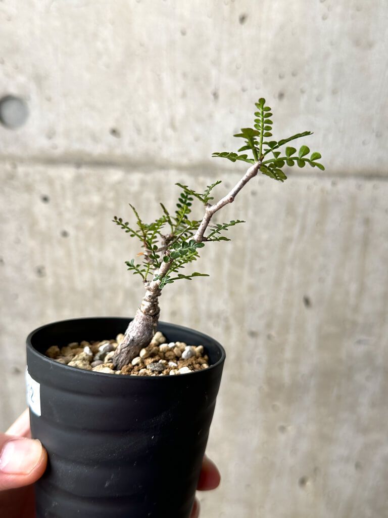 オペルクリカリア パキプス Operculicarya pachypus 発根済 塊根植物