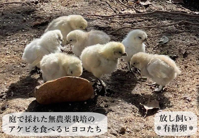 東京烏骨鶏 烏骨鶏 ４０個 有精卵 種卵 放し飼い ふわふわ もこもこ 送料無料 東京烏骨鶏 烏骨鶏 30個 有精卵 放し飼い ふわふわ もこもこ 送料