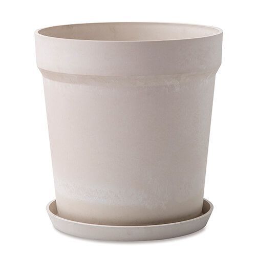 クサントロエア プレイシー 1苗 鉢のまま発送 ザントロエア プレイシー