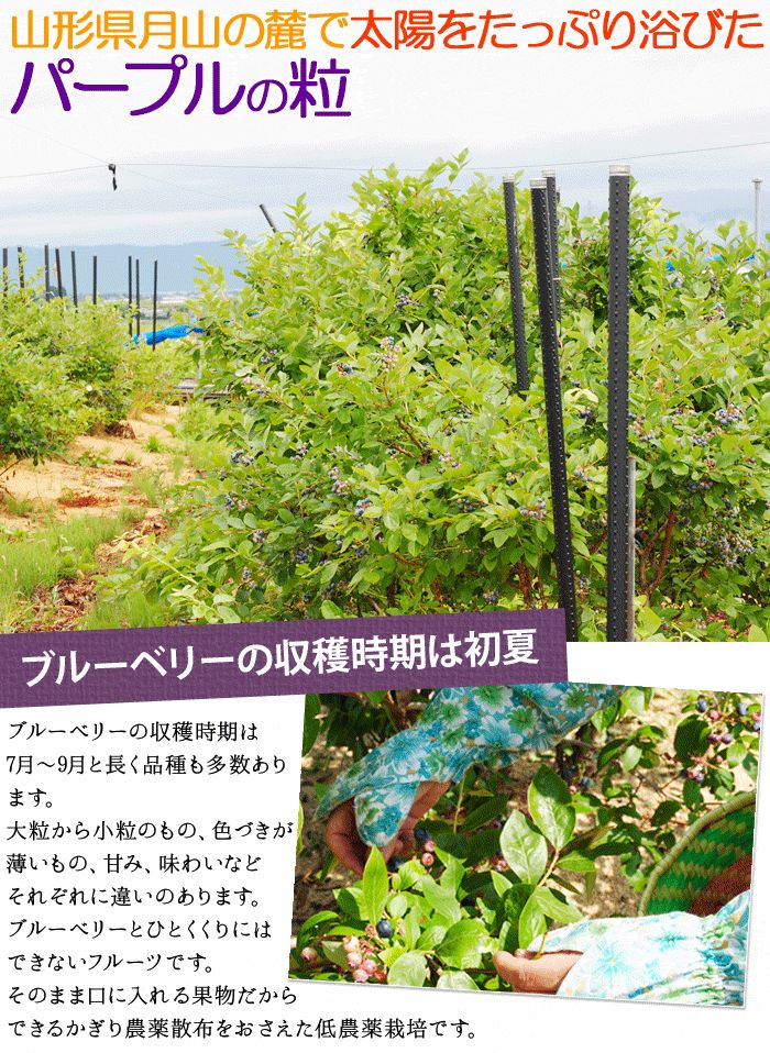 1kg×3袋