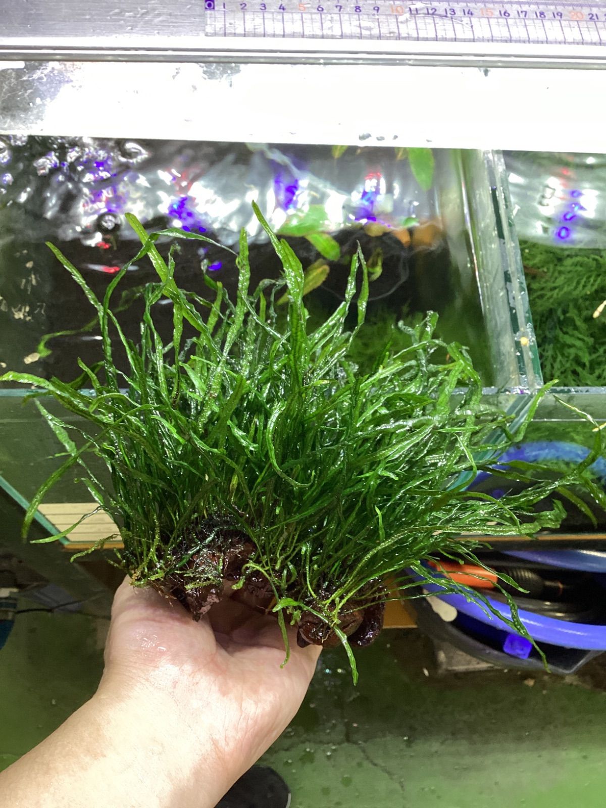 ミクロソリウム 本ナローリーフ 流木付き 特大株 - メルカリ