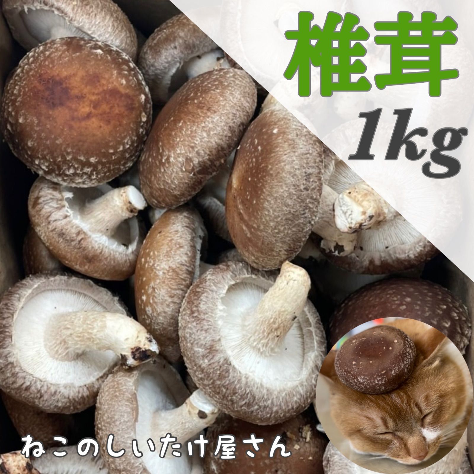 朝採れ新鮮しいたけ大小いろいろ1キロ 箱にいっぱい60サイズ発送 - 野菜