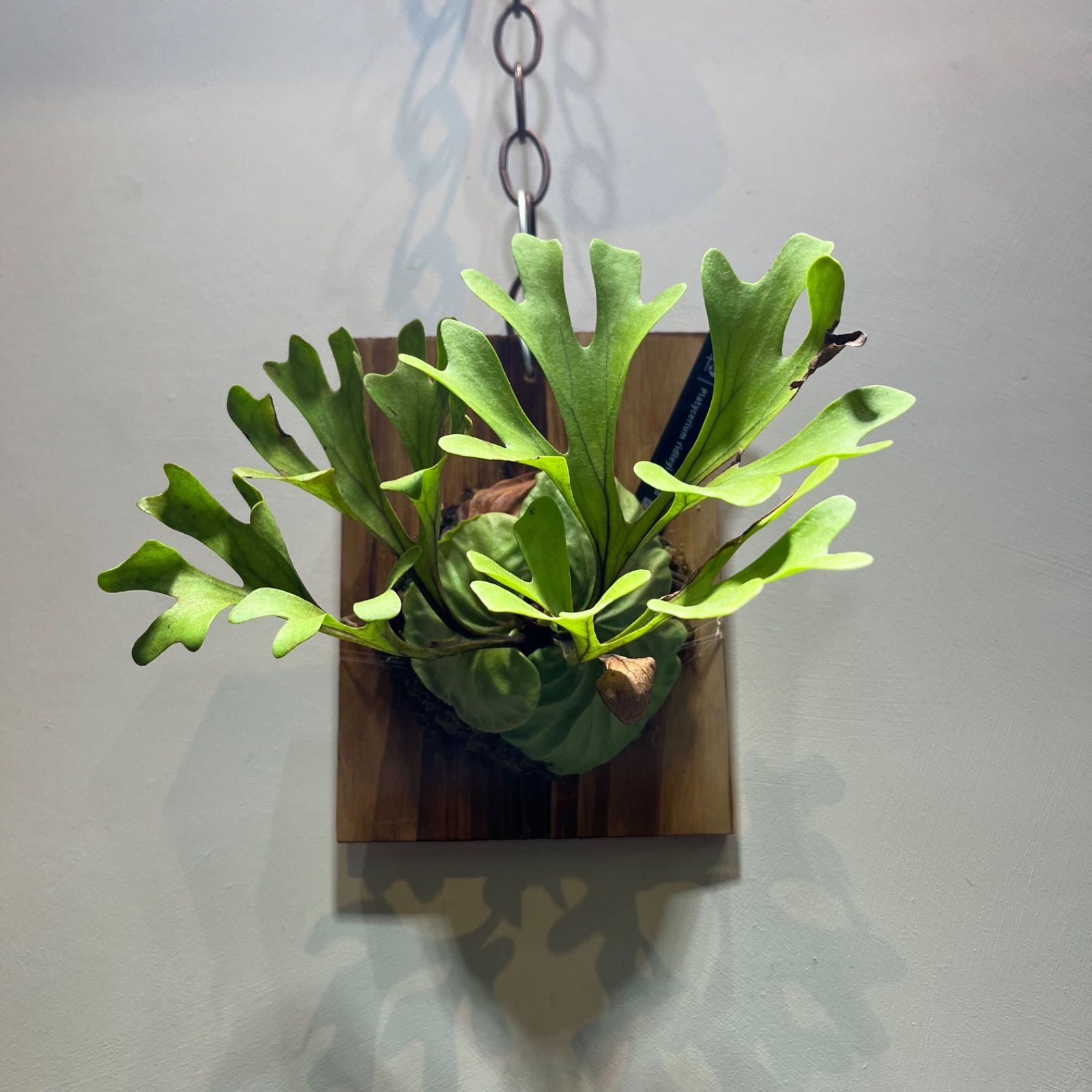 大得価，定番】 ビカクシダ リドレイ ワイルド Platycerium ridleyi②太葉