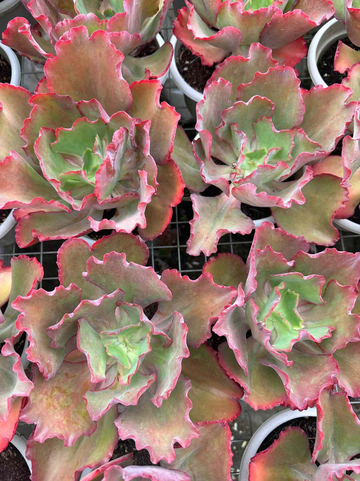 ZAN3×12 コンサ 抜き苗 多肉植物 アエオニウム エケベリア 韓国苗 YUZUMIYA_COM