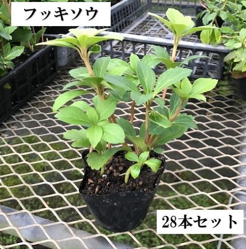 28本セット フッキソウ|9.0cmポット
