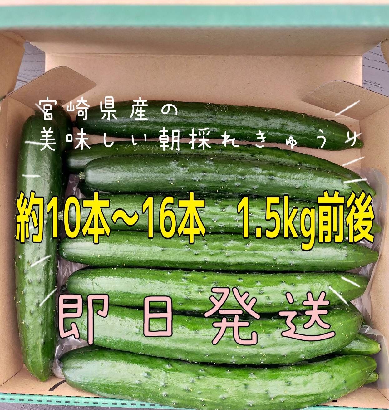 朝採れたて宮崎県産きゅうり - 野菜