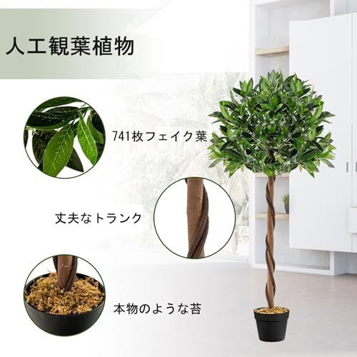 大型 キンモクセイ
