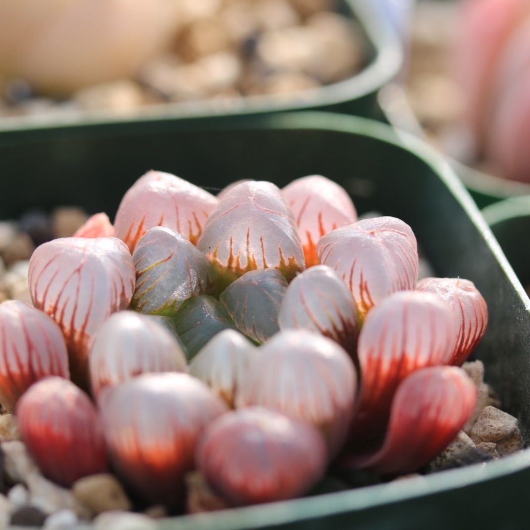 多肉植物 ハオルチア スターサファイア - 観葉植物