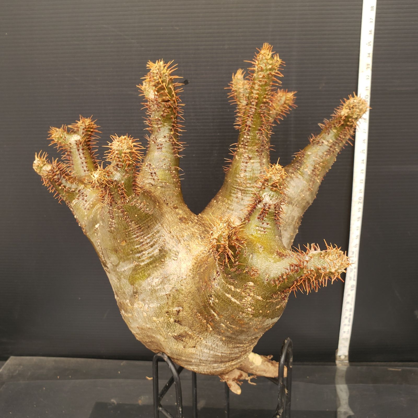 G839 最新到着 Pachypodium グラキリス L 現地球 抜き苗 塊根植物 パキポディウム グラキリス