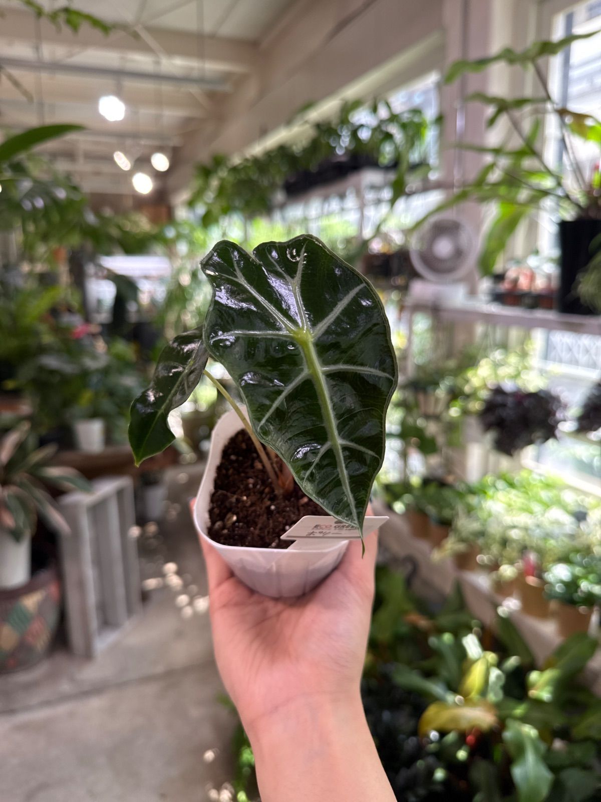 2025年最新】アロカシア 斑入り ピンクの人気アイテム