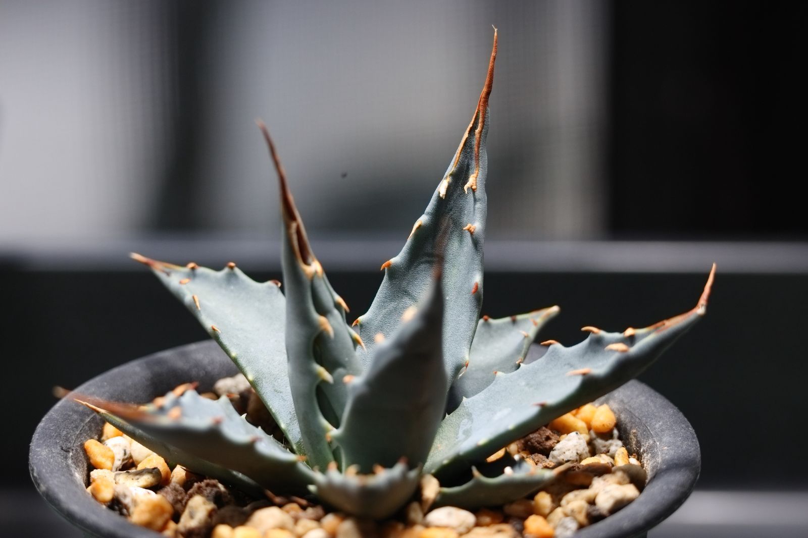 アガベ ユタエンシス エボリスピナ「コークスリュー」 実生株 #05