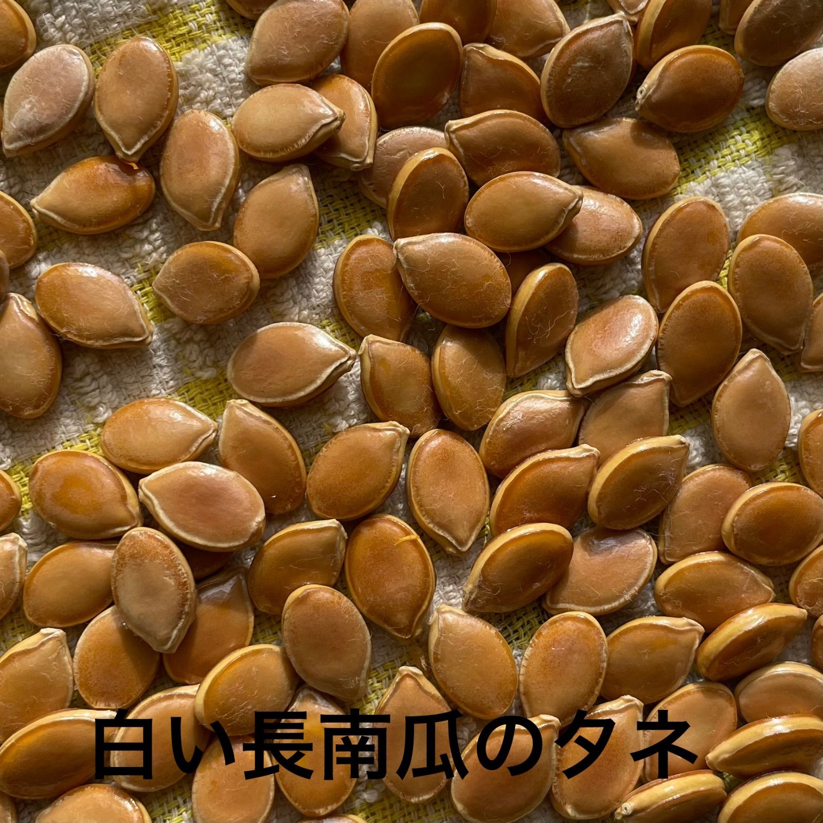 無農薬 白い大長南瓜＆長冬瓜のタネ 5粒+10粒 - メルカリ