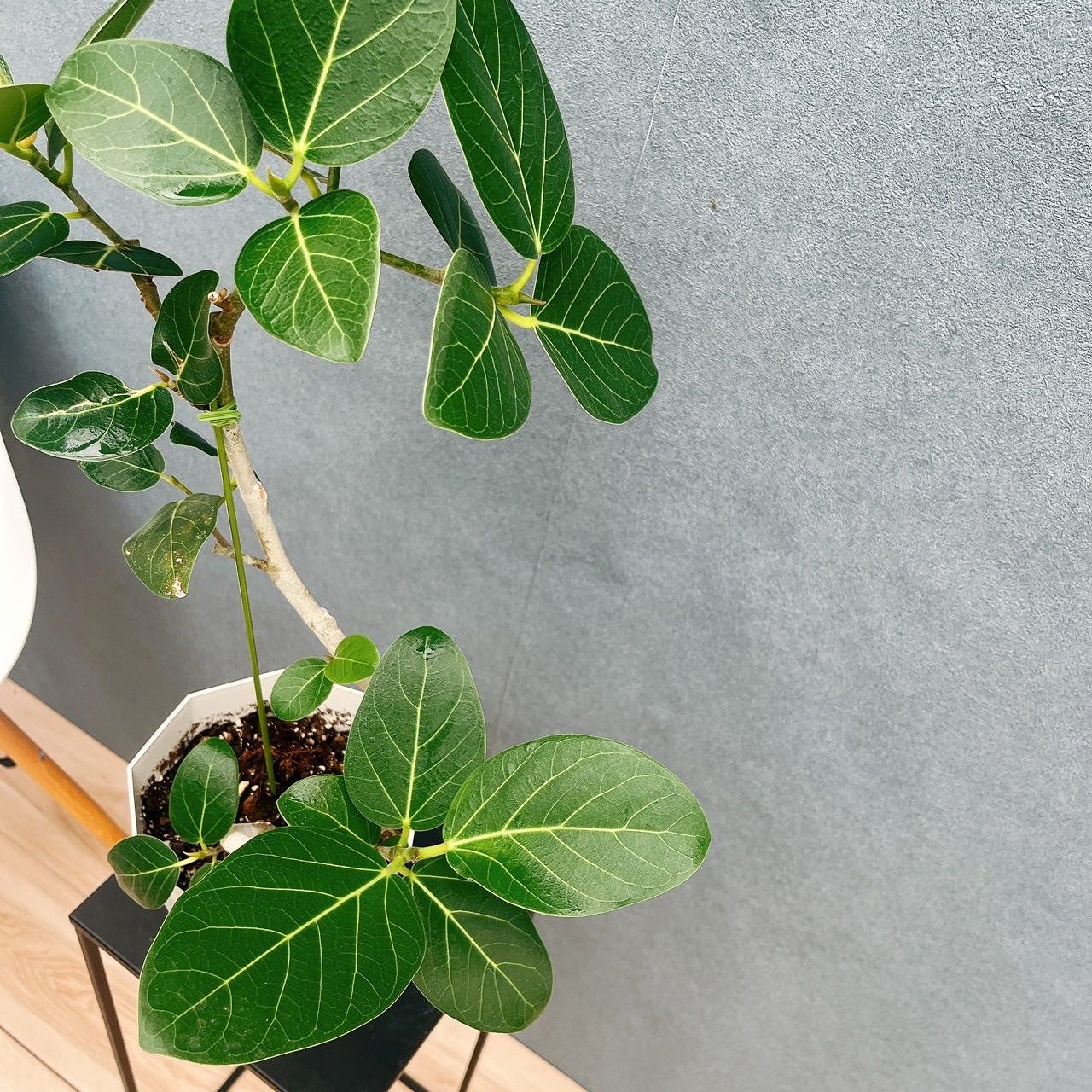 現品 フィカス ゴムの木 ベンガレンシス 31番 インテリアグリーン 観葉