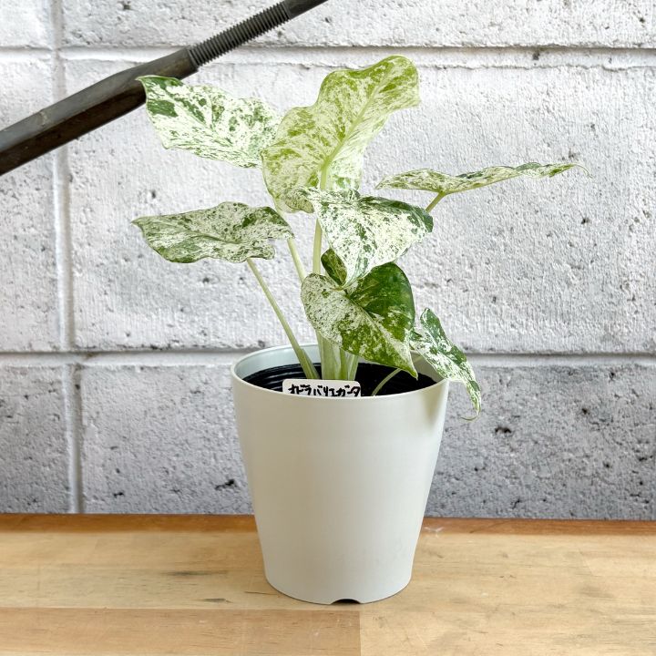 観葉植物】希少 斑入り アロカシア オドラ バリエガータ