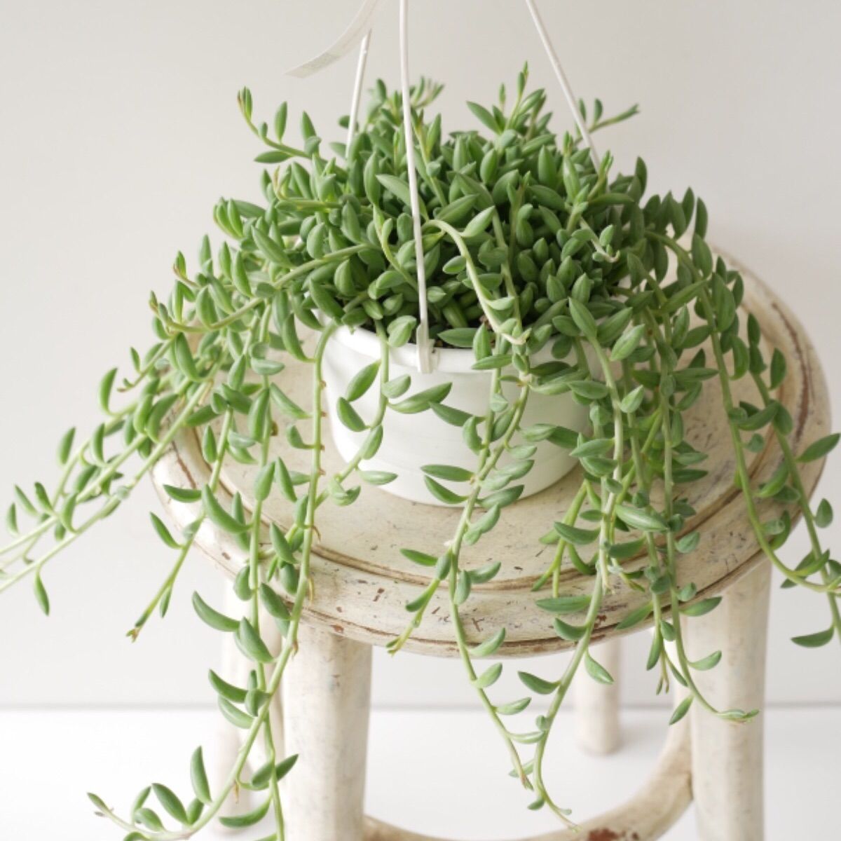 メルカリshops ミカヅキネックレス ハンギングプランツ 多肉植物 寒さに強い 多肉植物