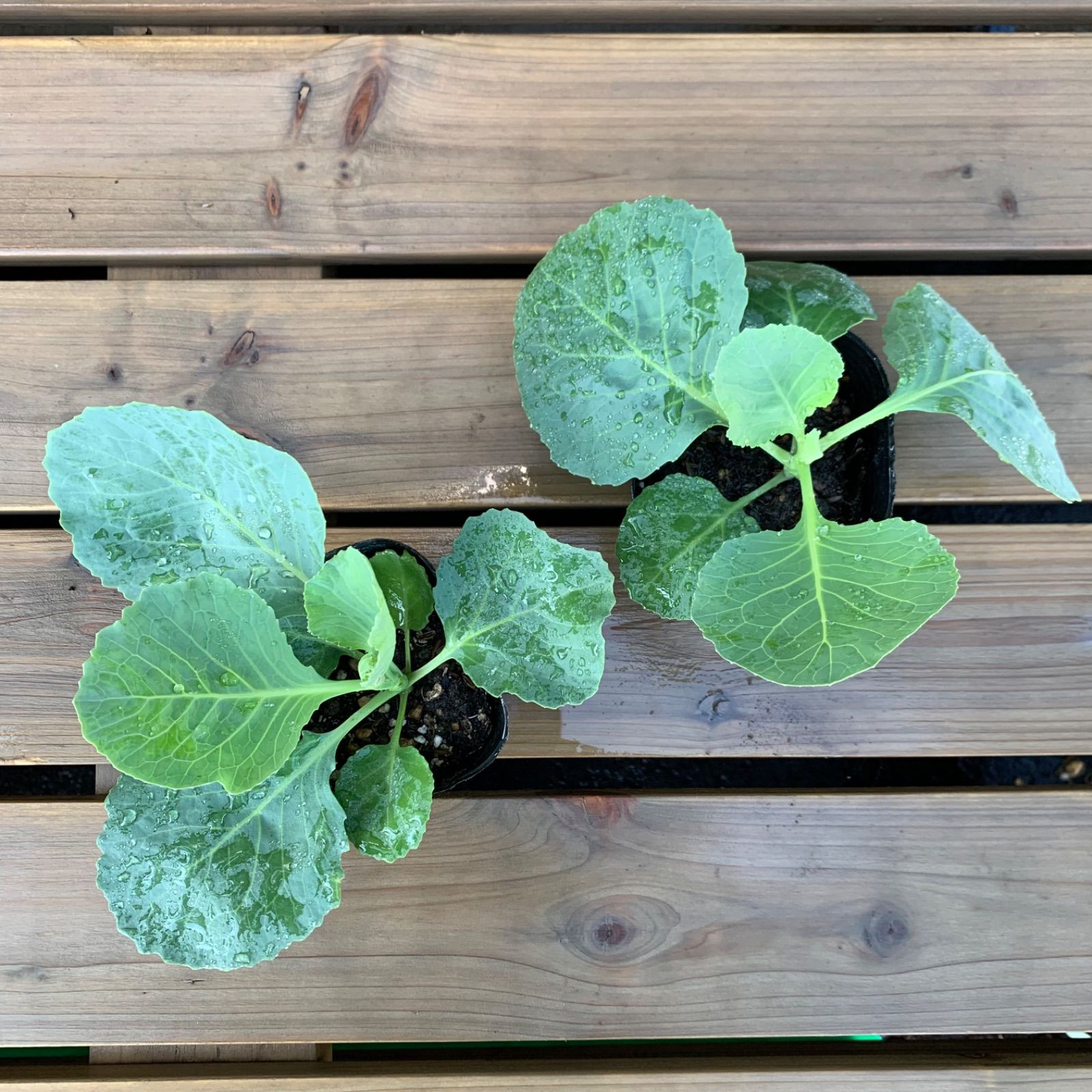キャベツ 苗/丸玉/グリーンボール型/冬野菜/野菜 苗/家庭菜園 キャベツ 苗/丸玉/グリーンボール型/冬野菜/野菜 苗/家庭菜園