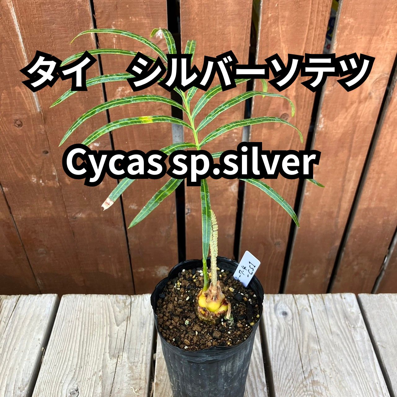 鉢ごと発送】タイ シルバーソテツ Cycas sp.silver 2024-7-4-cs1 - メルカリ