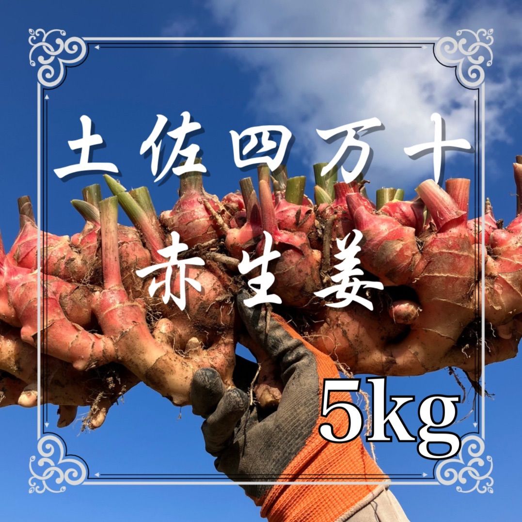 専用出品 農薬未使用 土佐ニンニク2.5kg 専用出品 農薬未使用 土佐ニンニク