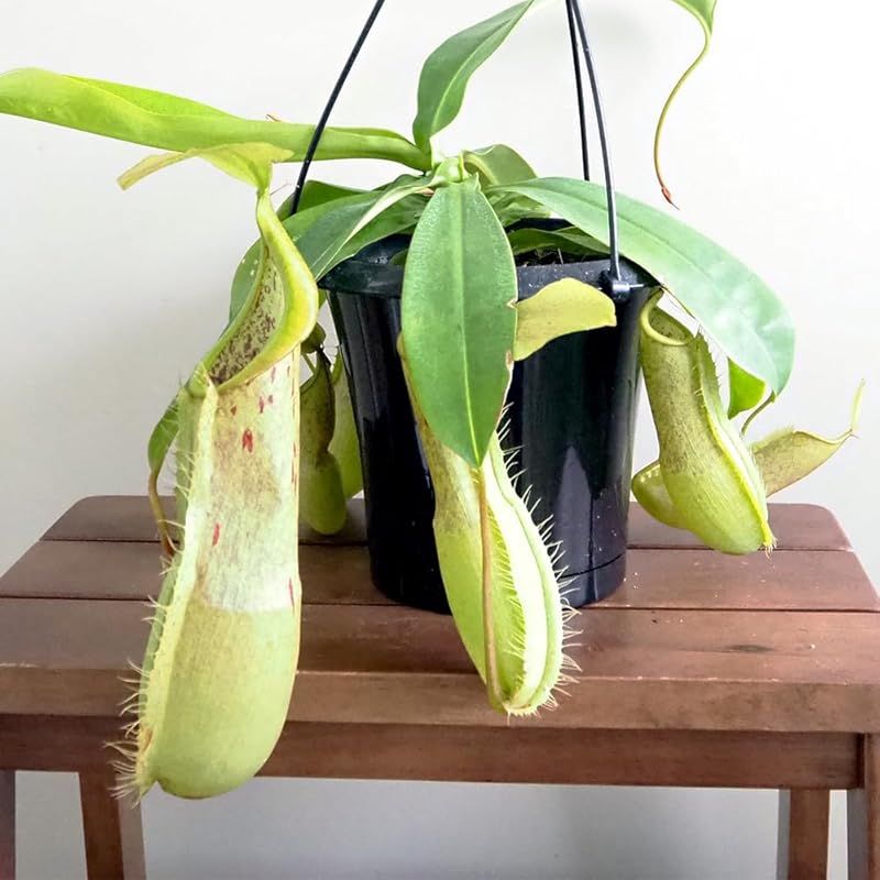 ＩＴＡＮＳＥ ネペンテス ルイーザ 5号吊り鉢 1個売り 食虫植物 観葉植物 学名 Nepenthes Louisa 半耐寒性常緑多年草 原産地 東南アジア 別名 靫葛 ウツボカズラ 栽培しやすい人口交配種 丈夫さと美しさを兼ね備えています 明るい緑