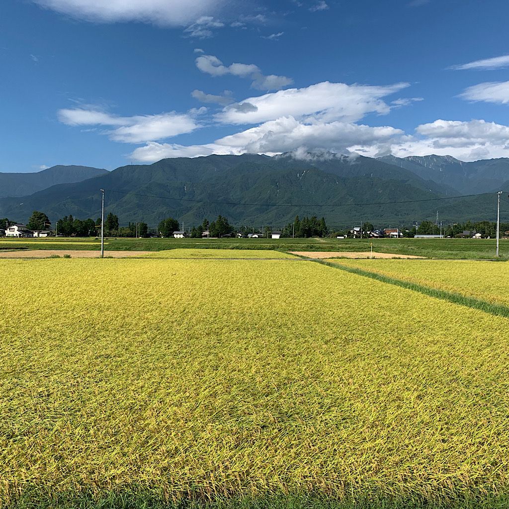 令和6年産新米【コシヒカリ玄米2kg】安曇野産自家製