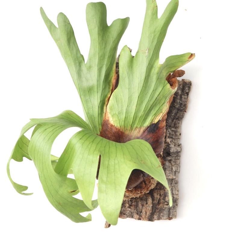 770ビカクシダ スリナリウムP.surinariumコロナリウムxワンダエ新種