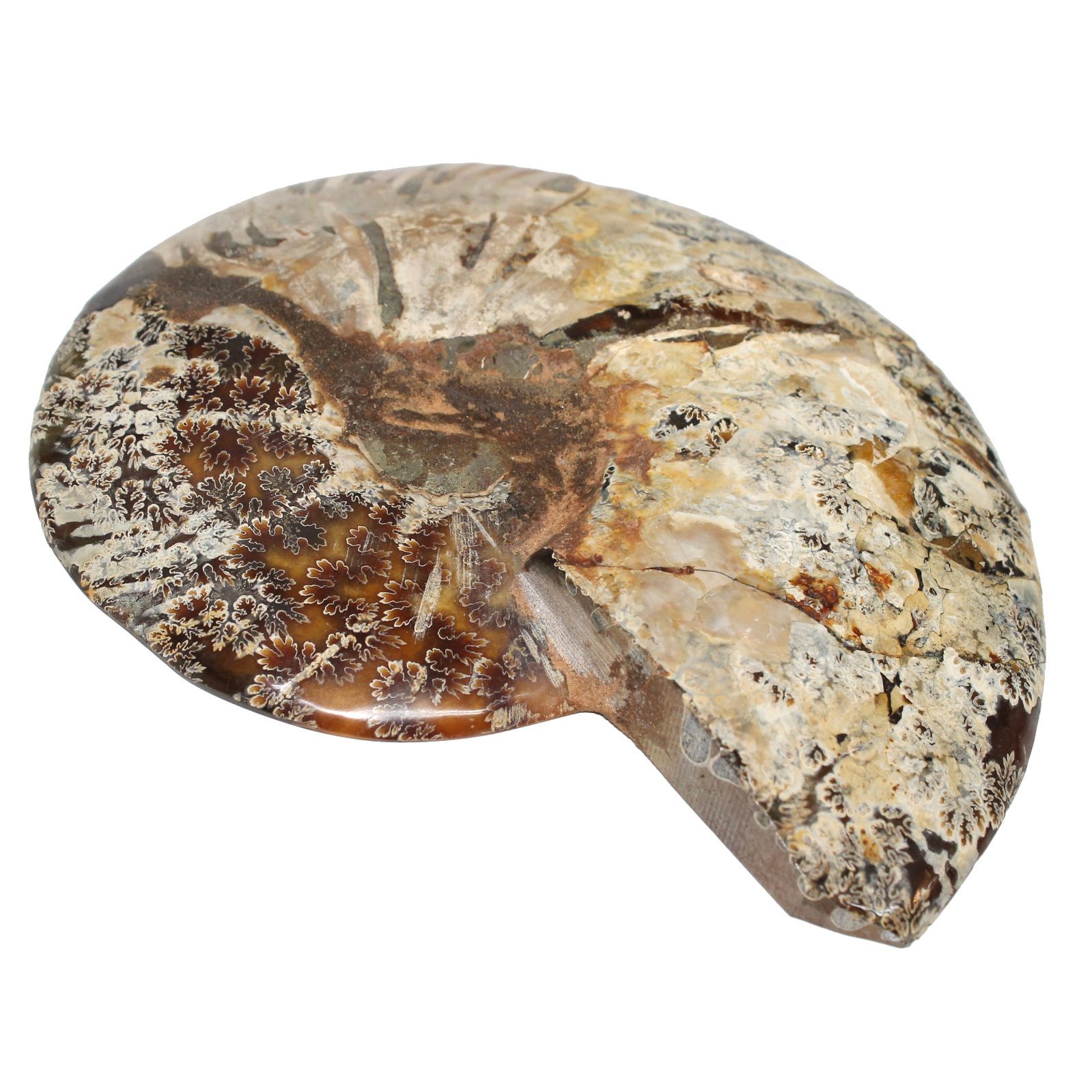 マダガスカル産 スライスアンモナイト 化石 縫合線模様 遊色あり 標本 約375g IMPECCABLEHEALTHCARESERVICES_COM