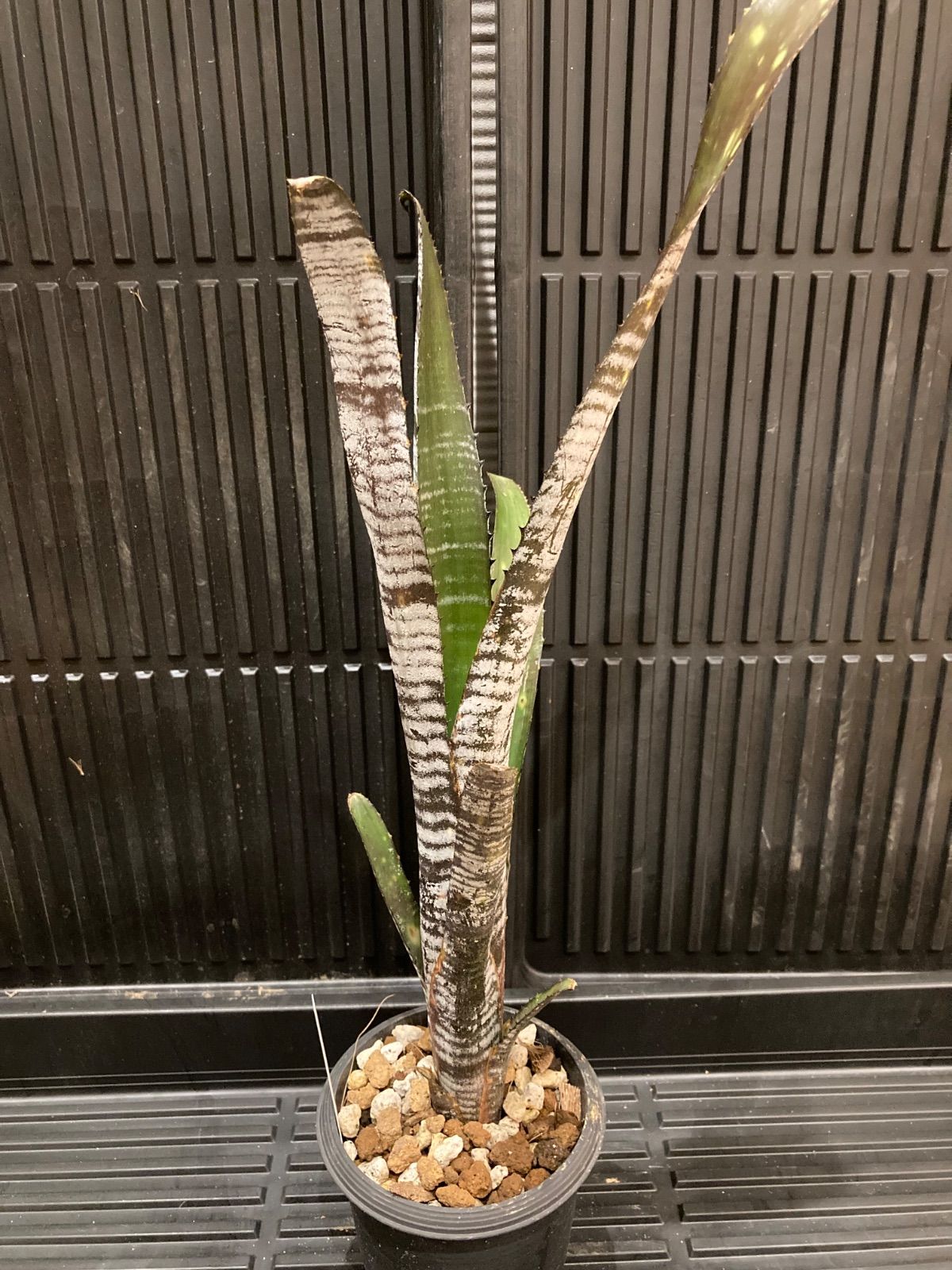 ビルベルギア Billbergia Youtube ブロメリア・エアープランツ