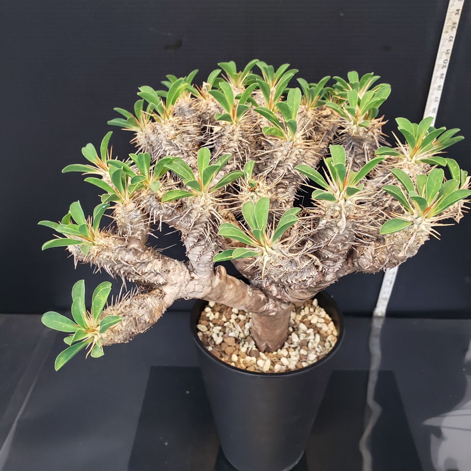 ユーフォルビアオベサ 国内実生 多肉植 コーデックス 塊根 40株 大株