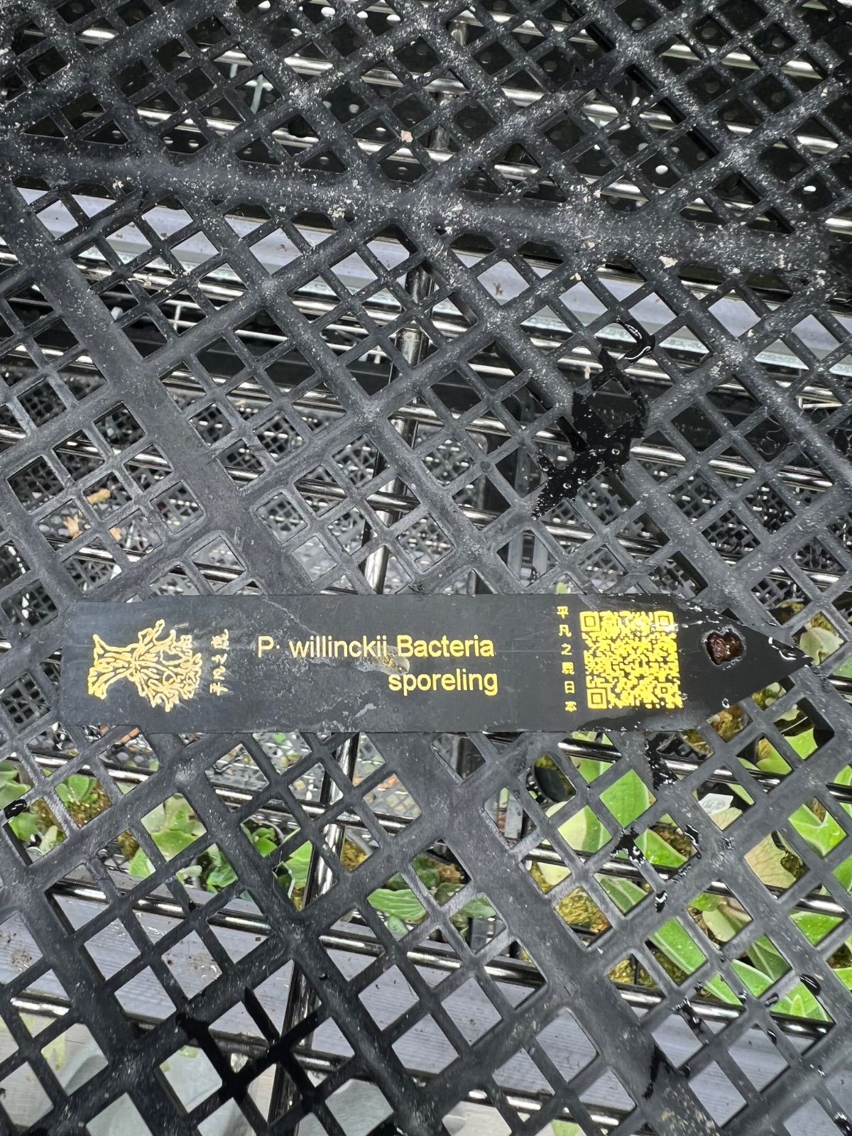 メルカリ便！P. willinckii ’Bacteria’ spore1705 P.willinckii 'Nano' spore 2207 - メルカリ