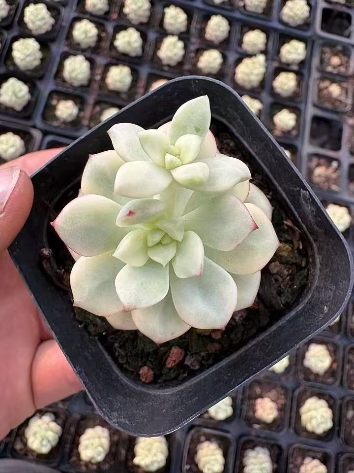 く*こ様 R552　ラッキーバブル　抜き苗　40株　多肉植物 エケベリア 韓国苗 grko.jpg