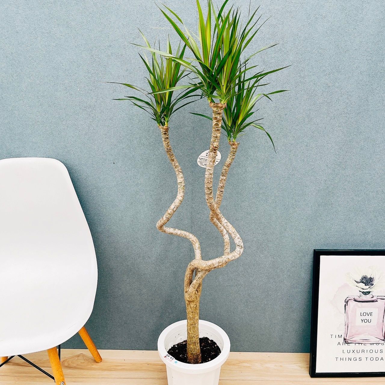 ［現品］法人価格　A ドラセナ　コンシンネ　龍　曲がり　8号　観葉植物　大型 現品］※売約済※ 法人価格 3番 ドラセナ コンシンネ 龍 曲がり 8