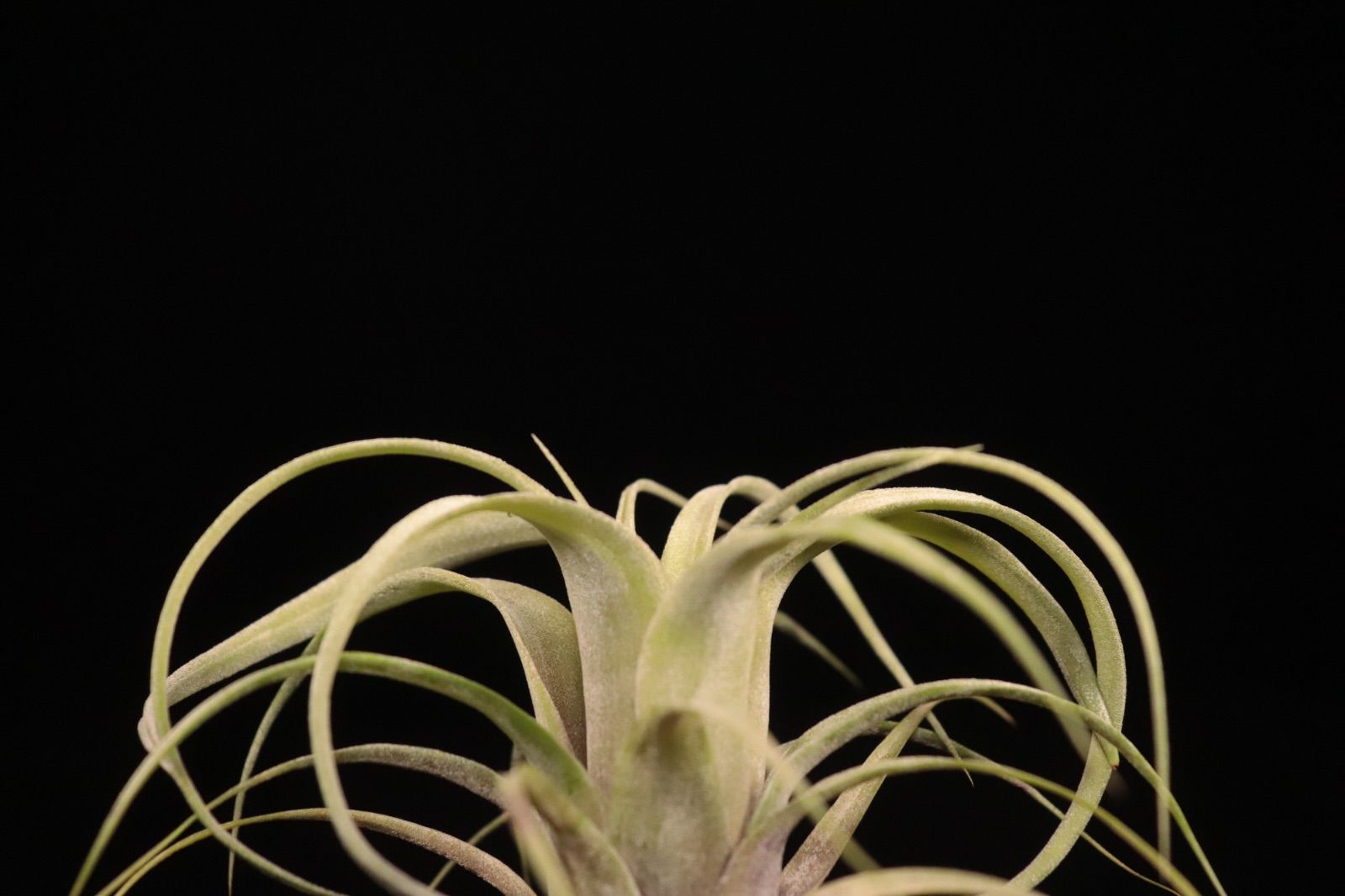 送料無料 flexuosa bahamas Black Selected × streptophylla Belieze 〔エアプランツ〕現品発送T5321 | plane plants YUZUMIYA_COM