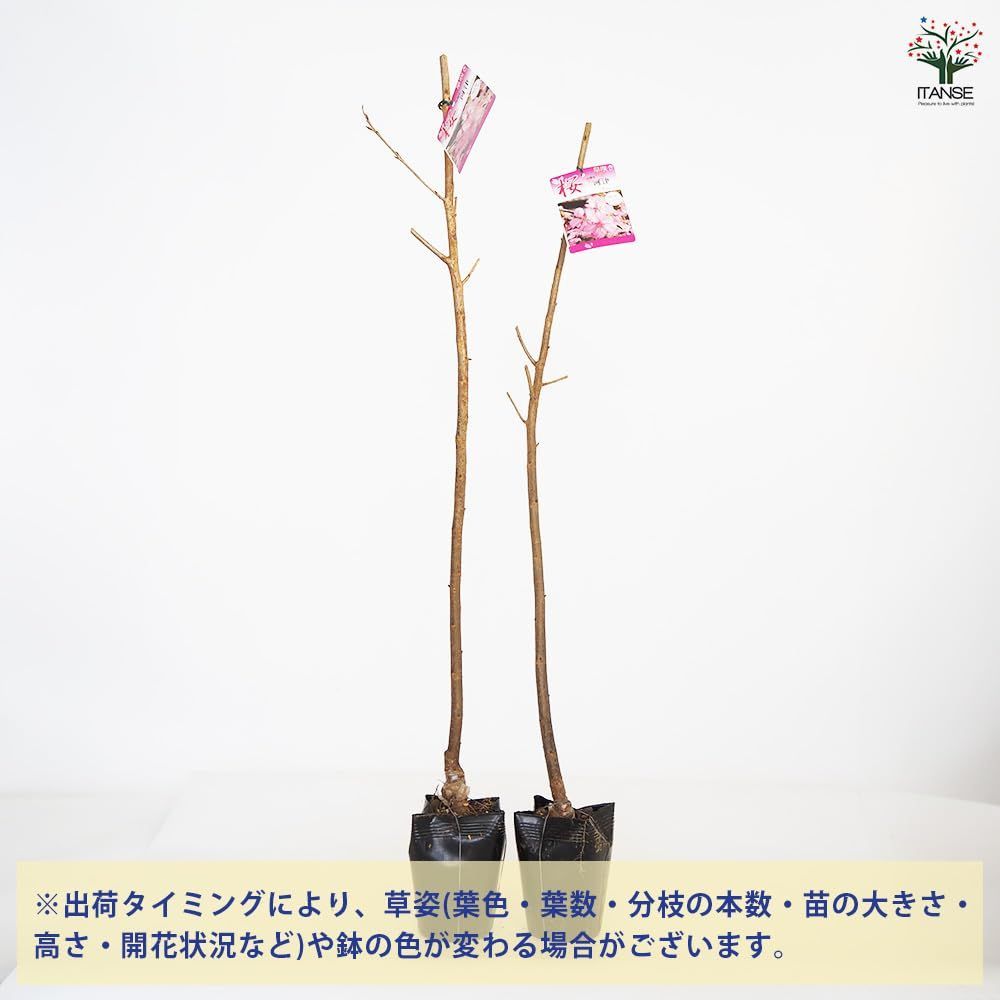 色鮮やかで