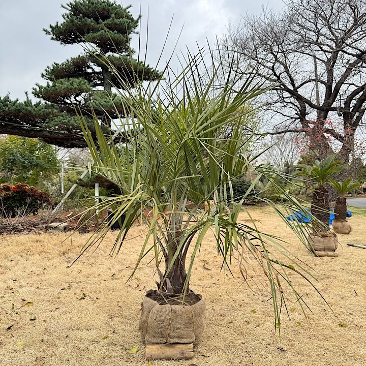 ココスヤシ　高さ鉢底から1m 5cm ココスヤシ 高さ鉢底から1m 5cm 観葉植物