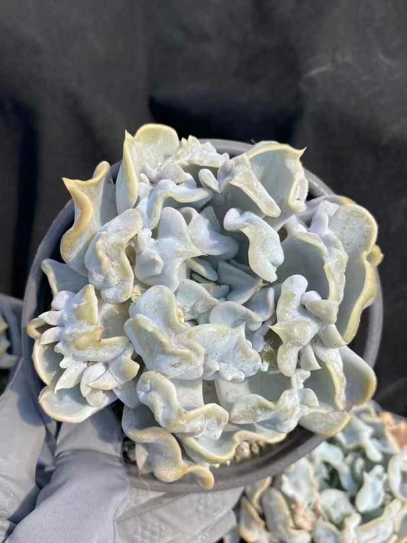 Miracle Punchy 150W LEDライトー2個セットー Miracle Punchy 150W LEDライトー2個セット ミラクルパンチー 植物育成