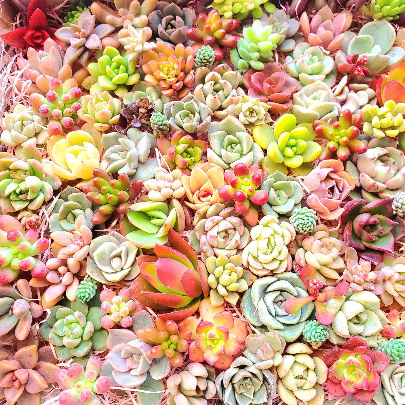 JUNA様専用 多肉植物 カット苗 チビ苗詰め合わせDX - メルカリ JUNA様専用 多肉植物 カット苗 チビ苗詰め合わせDX - メルカリ